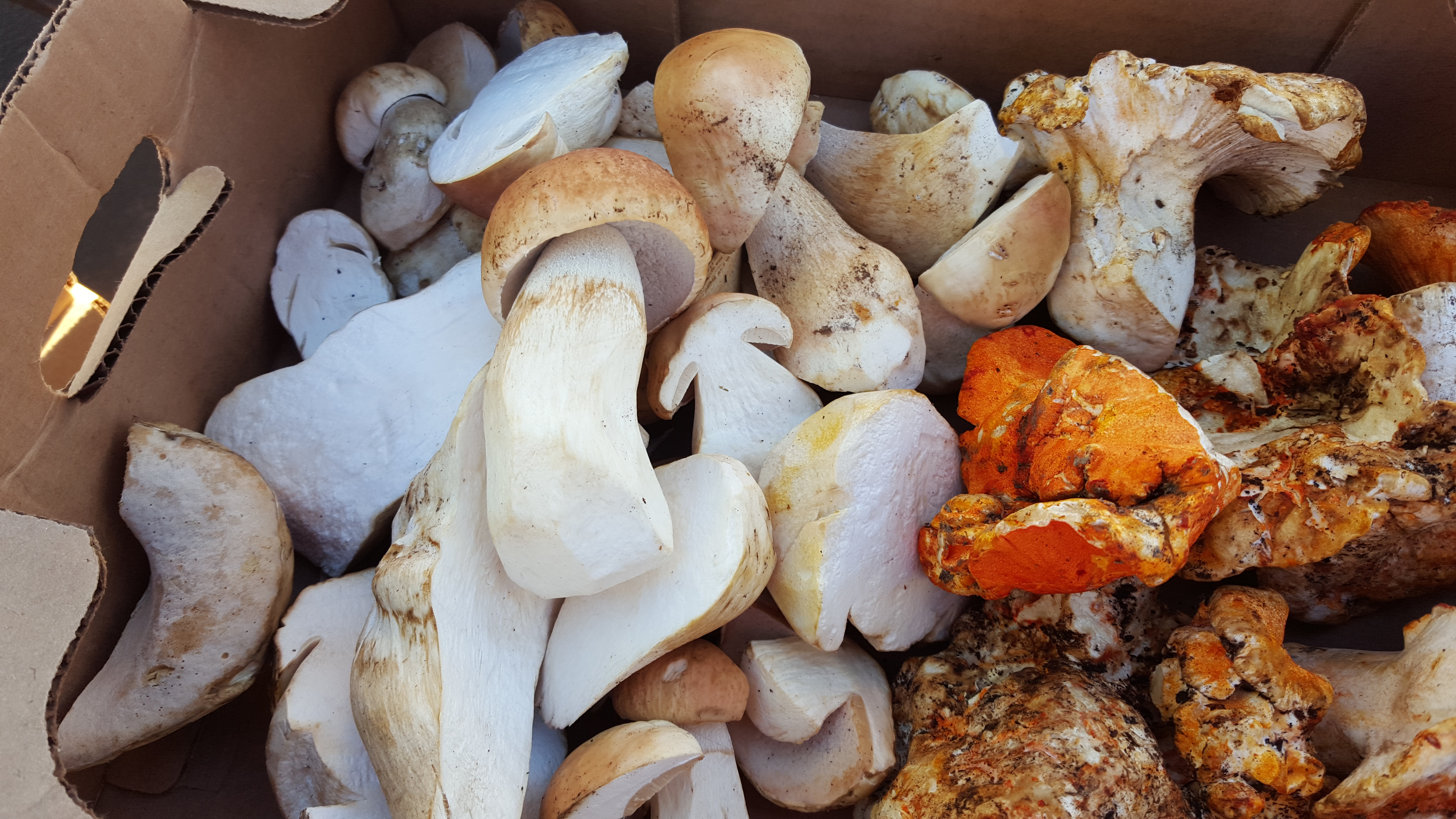 Wild and cultivated mushrooms from Natures Wild Harvest...taste them this week in the Market kitchen.