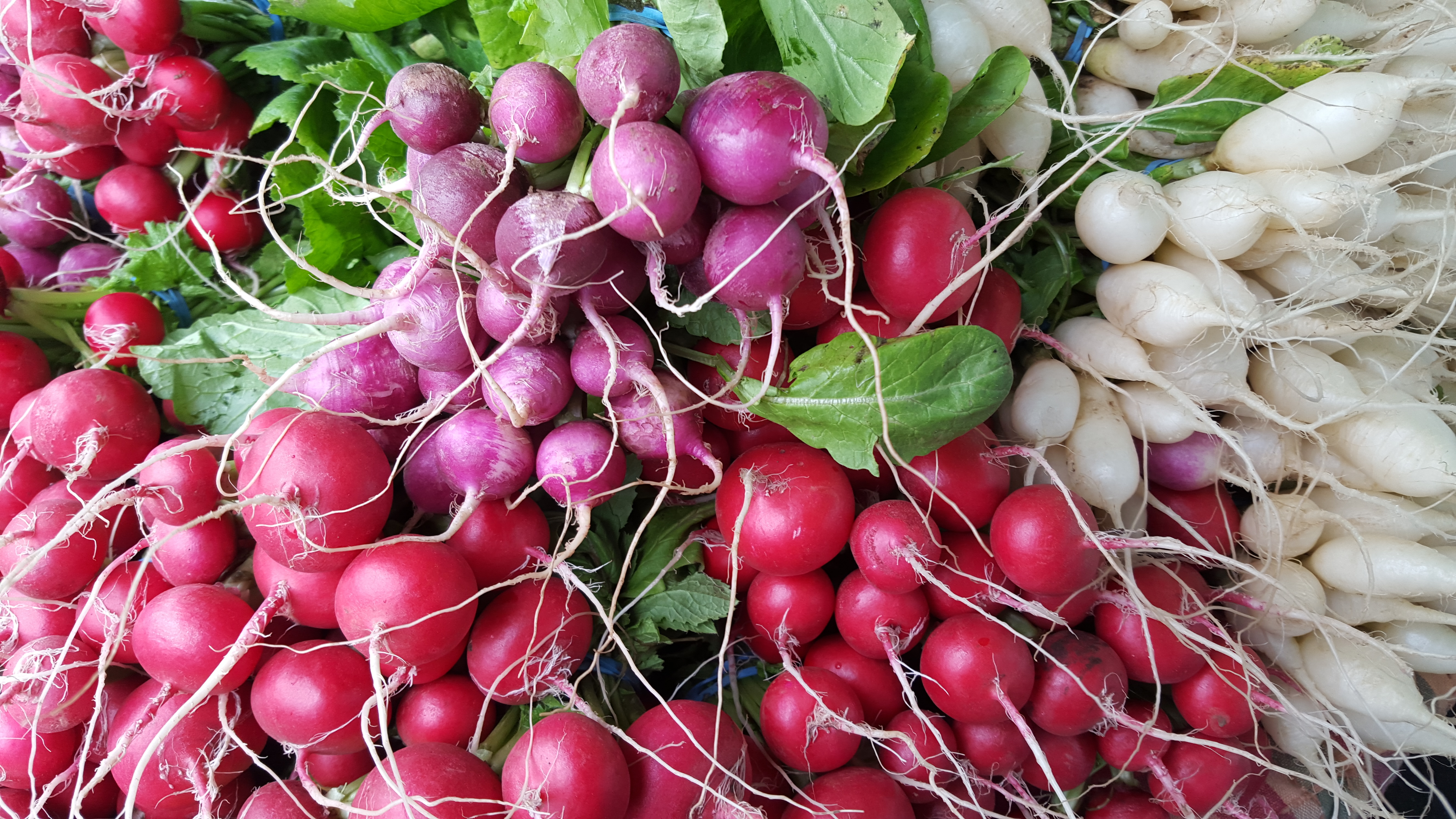 Gorgeous radishes from RJ Farms this week!